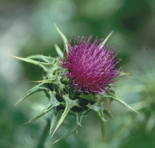 Tonic Herbs and Antioxidants Image